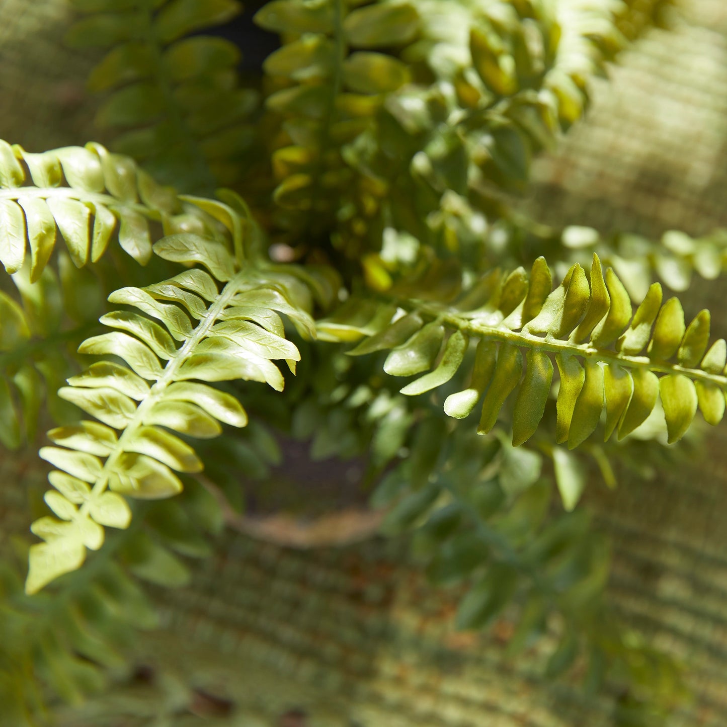 Mini Rooted Boston Fern Drop-In