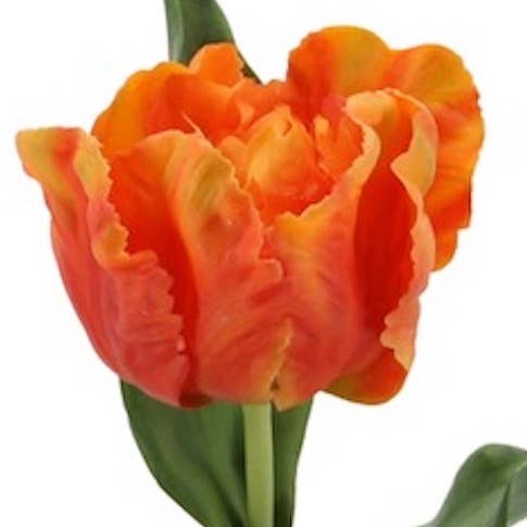 Parrot tulip 67 cm orange