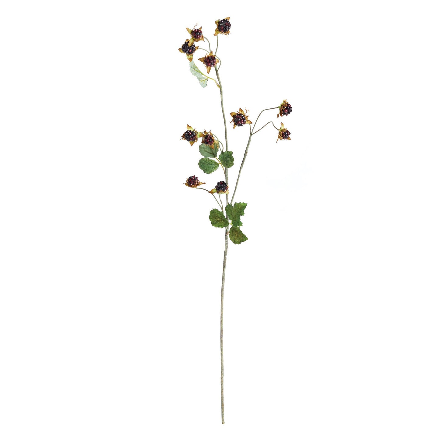 Wild Blackberry Stem