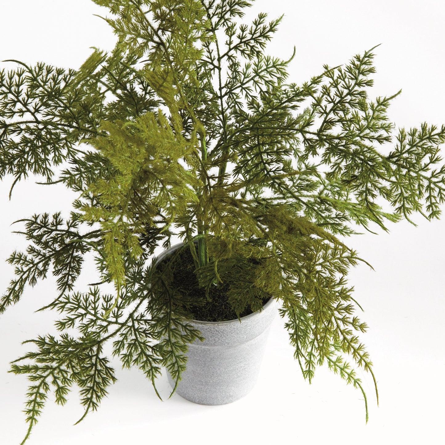 Plumosa Fern Drop-in 13"