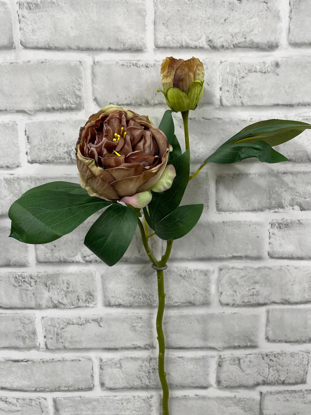 19.5"DRIED CLOSED BRITISH PEONY STEM