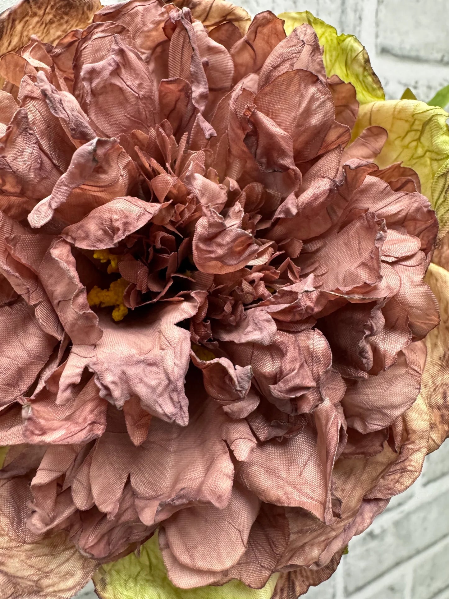 19.5" DRIED OPEN BRITISH PEONY STEM