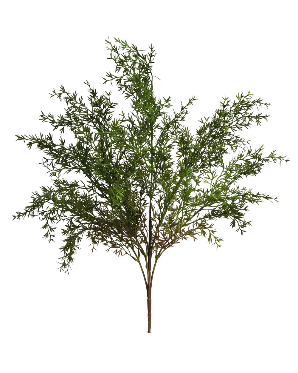 Real Touch Asparagus Umbellatus - Still Stems Home & Garden