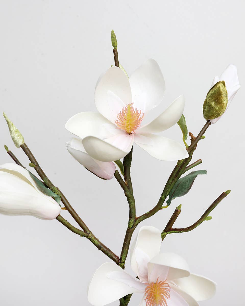 White Magnolia Tulip 20"