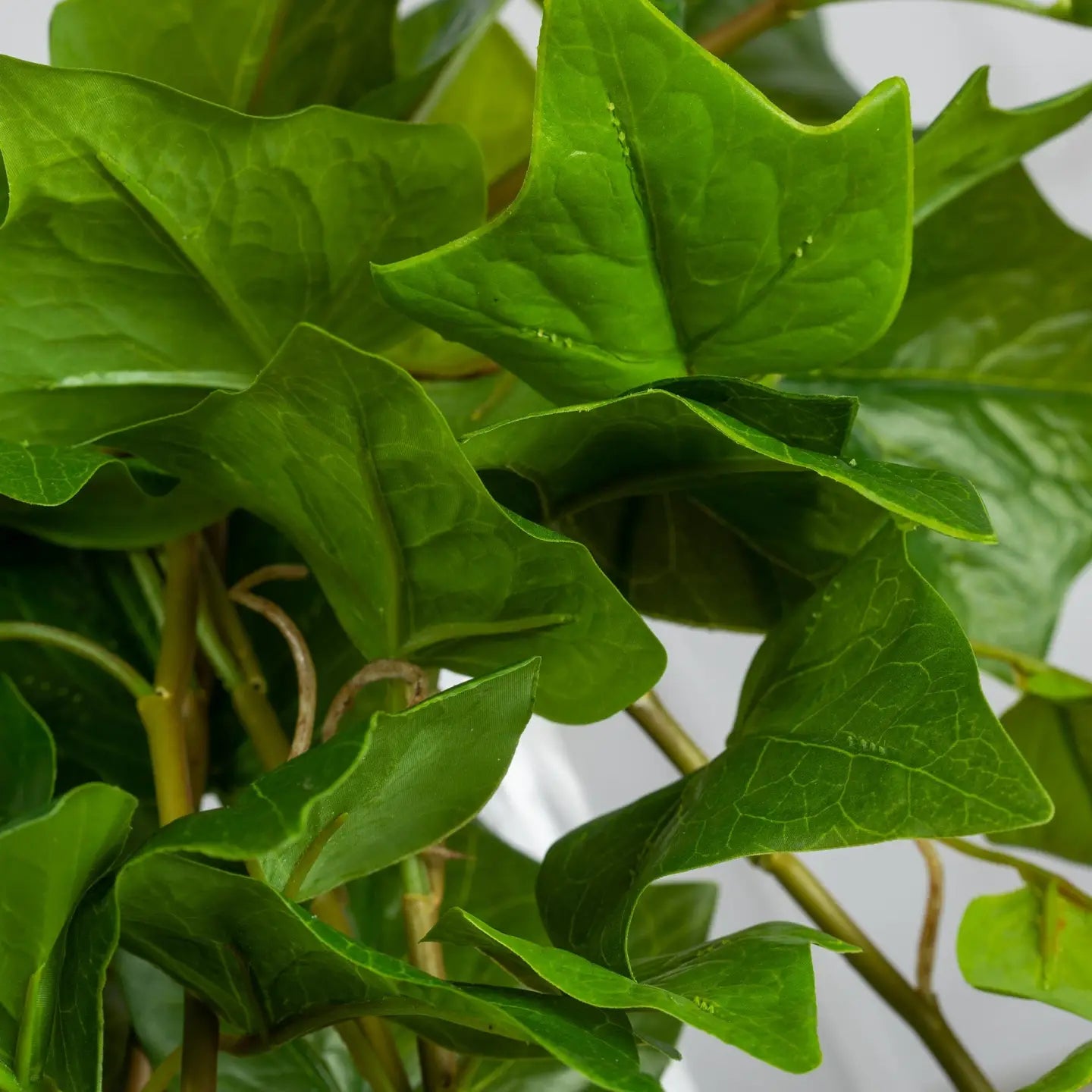 Trailing Ivy Bush 25"