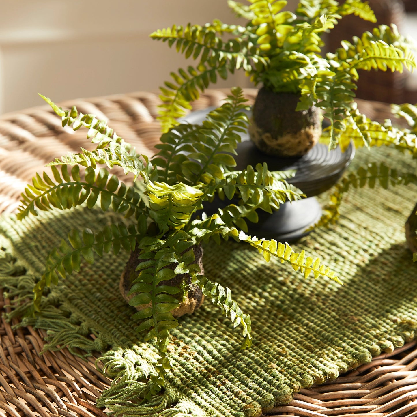 Mini Rooted Boston Fern Drop-In