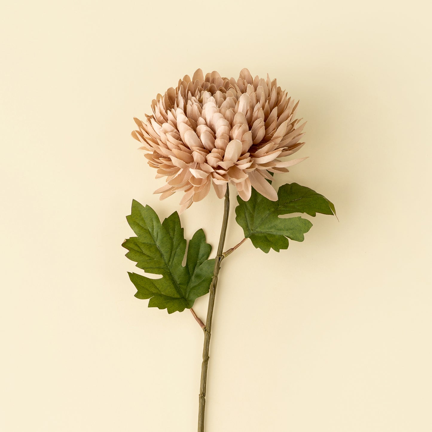 Chrysanthemum Stem, Dusty Pink