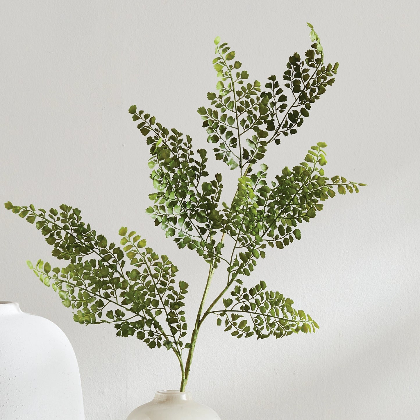 Maidenhair Fern Stem