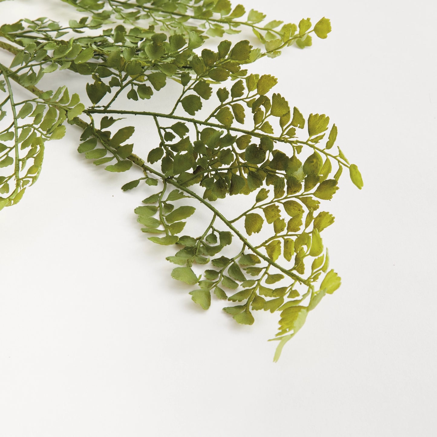 Maidenhair Fern Stem