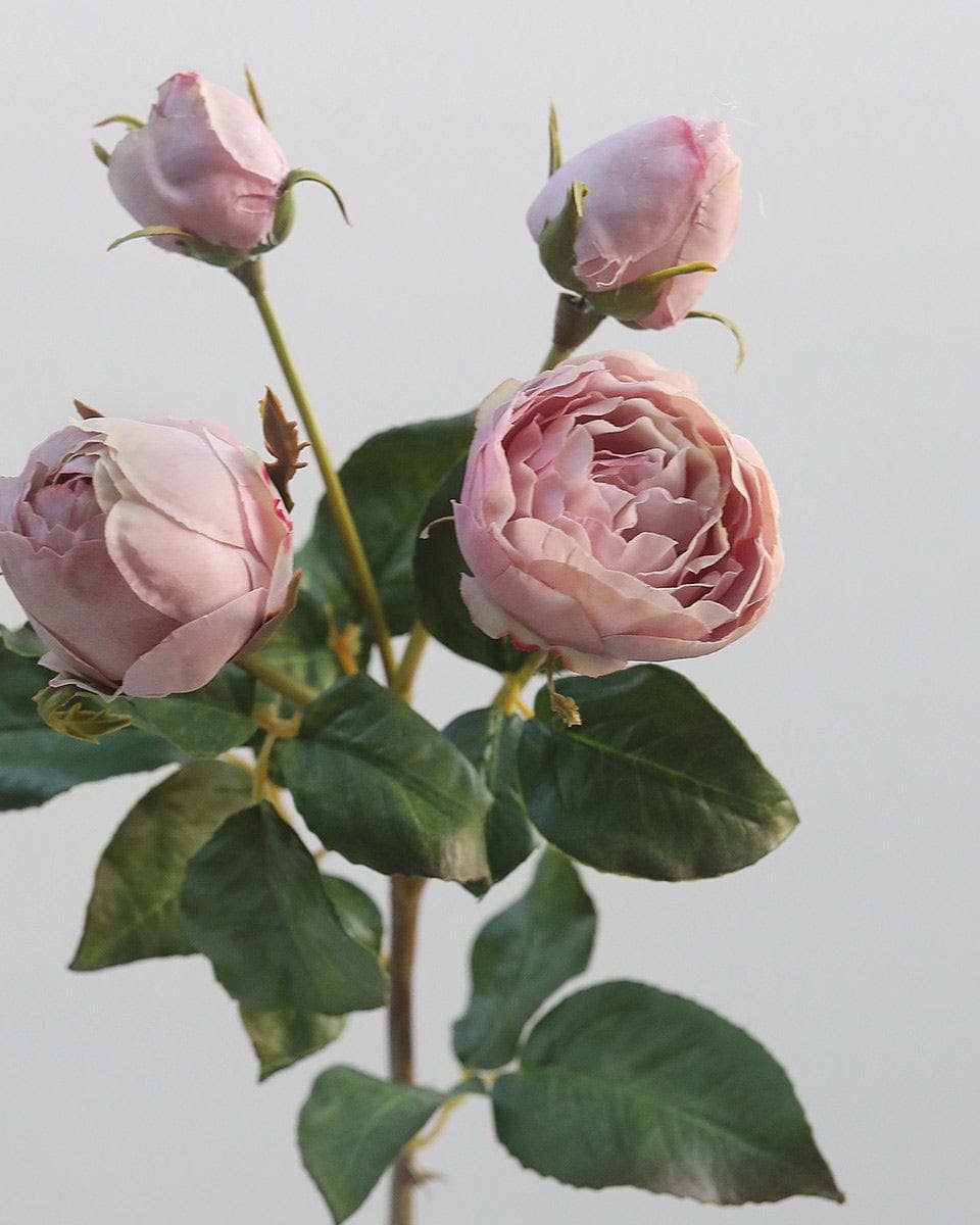 Mauve English Rose 23"