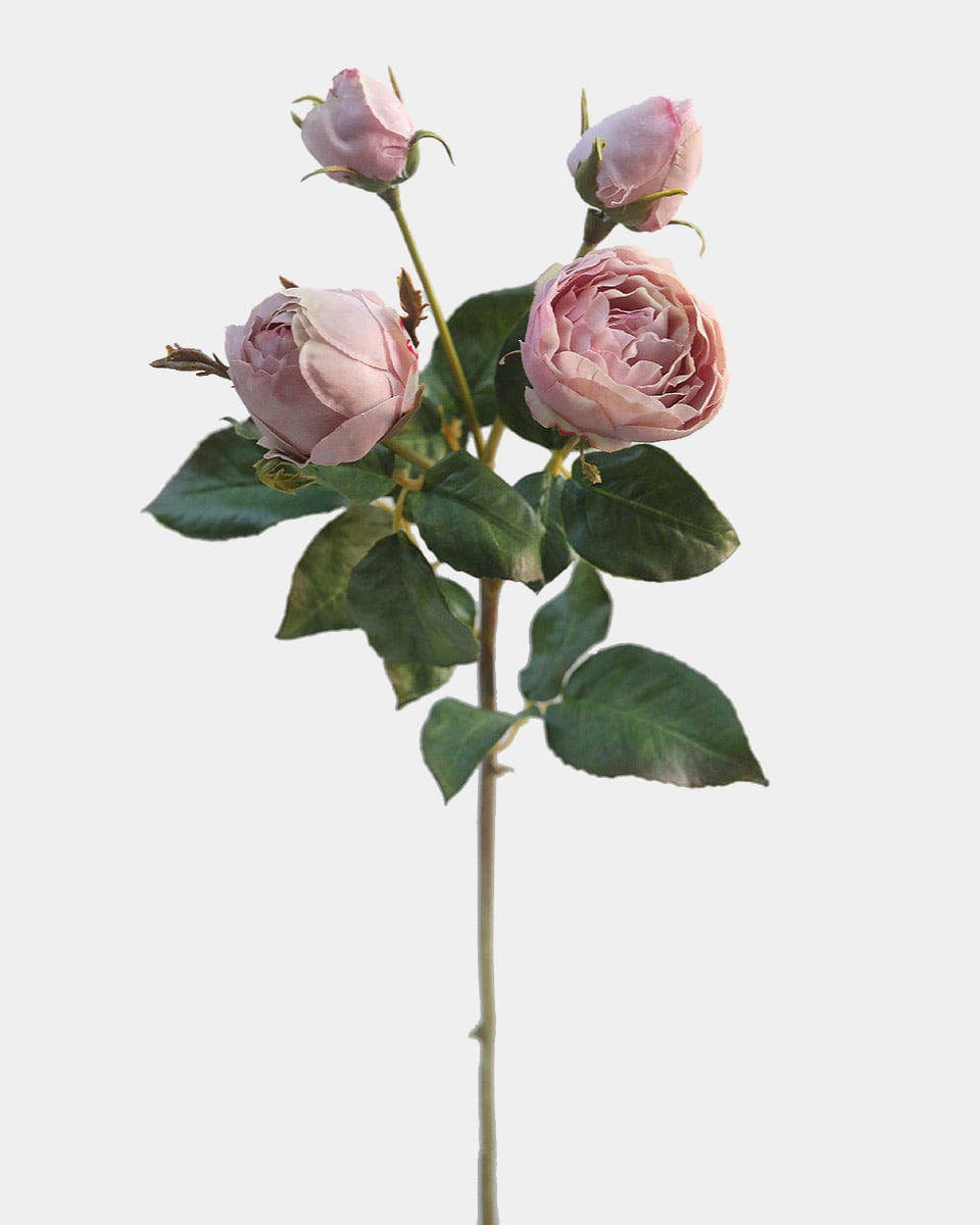 Mauve English Rose 23"