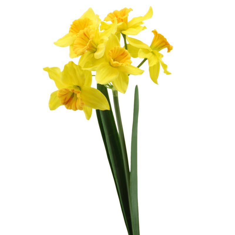 Narcissus 47 cm yellow