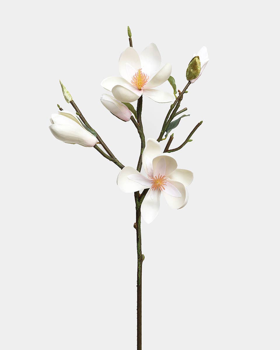 White Magnolia Tulip 20"