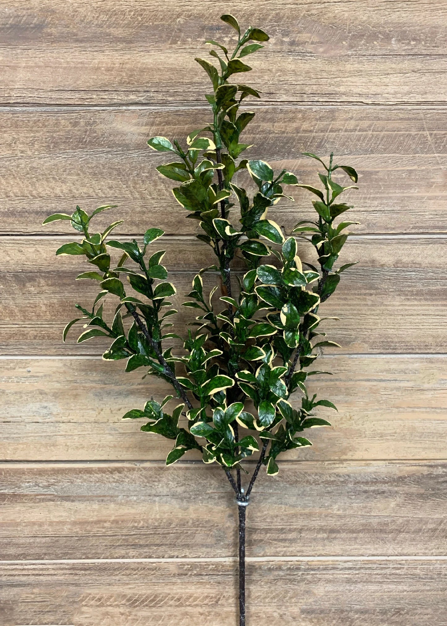 26" GOLDEN EUONYMUS SPRAY