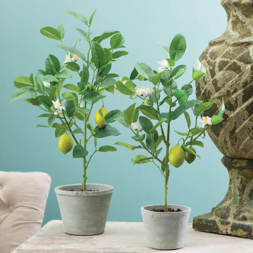 Lemon Topiary Potted 20"