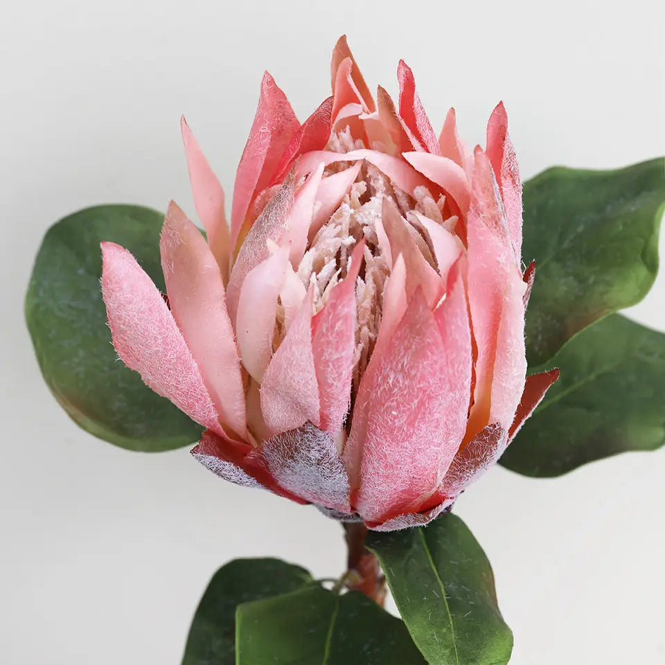 Pink King Protea 23.5"