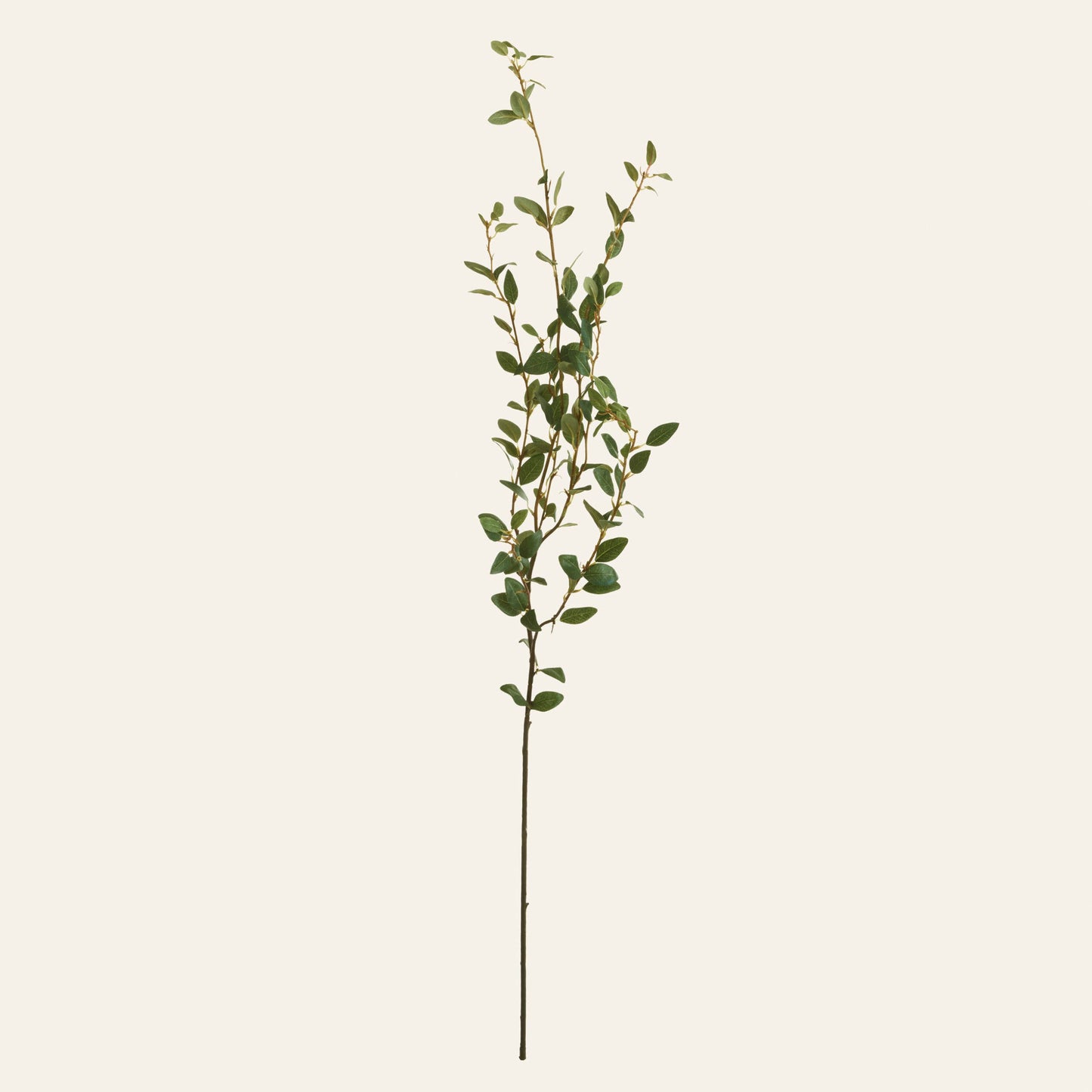 Creeping Willow Branch (Salix Repens) - Magnolia Lane co. Home + Garden + Gift