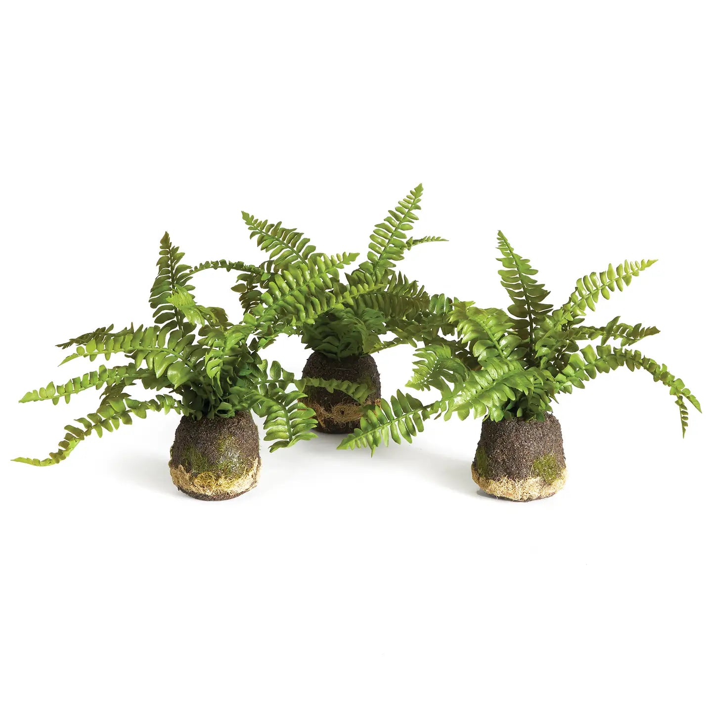 Boston Fern Drop-Ins
