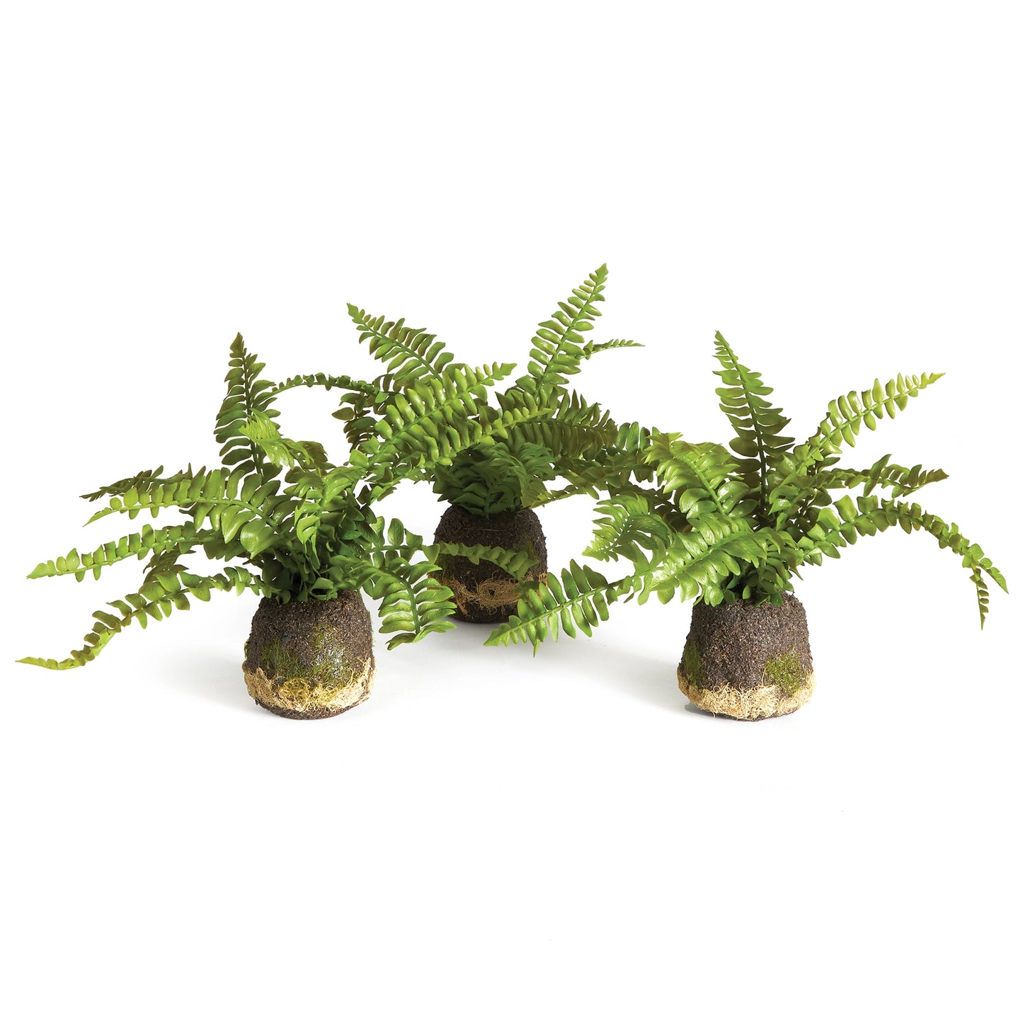 Mini Rooted Boston Fern Drop-In