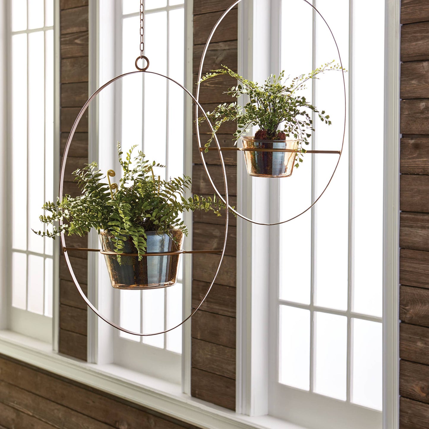 Boston Fern Rustic Drop-In 12"