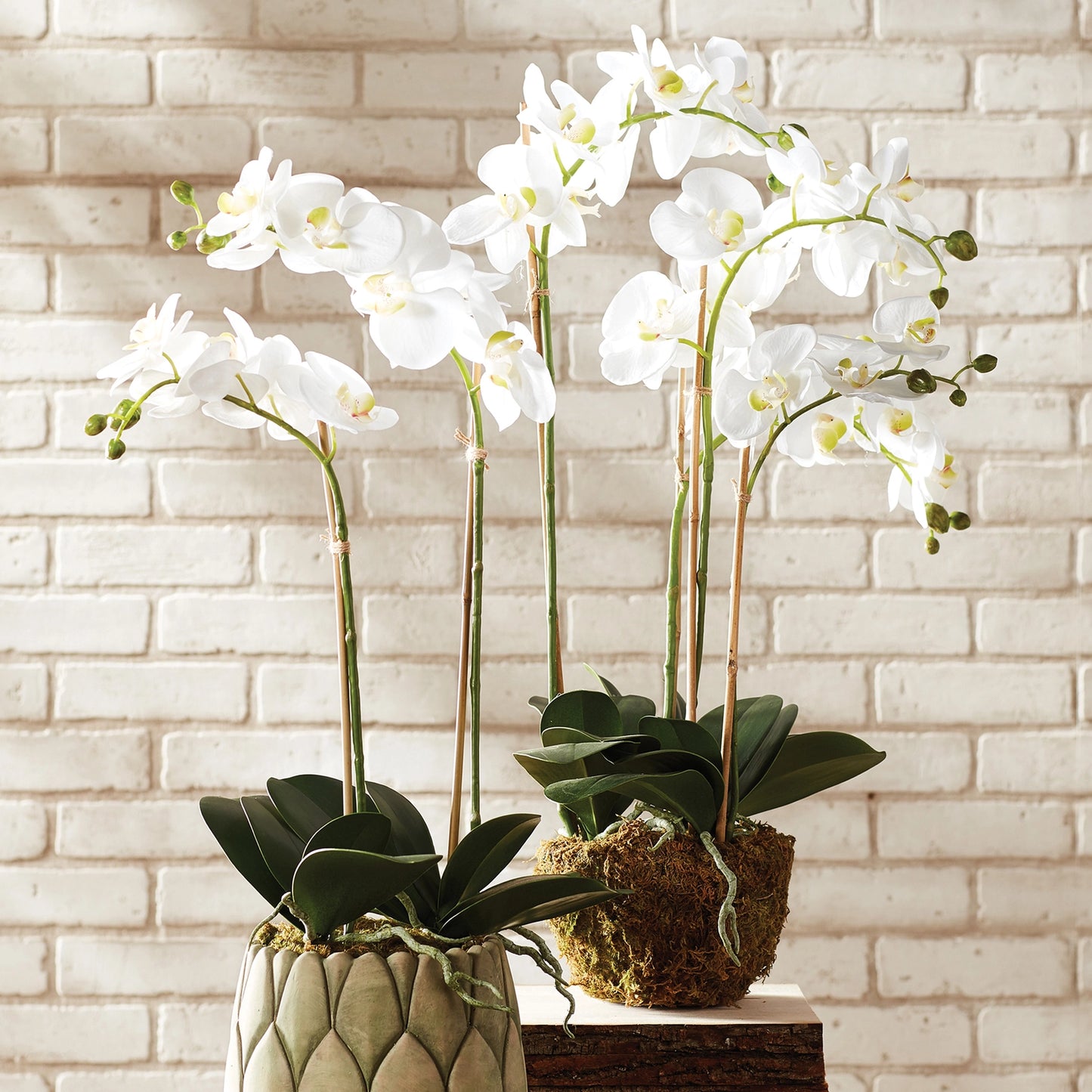 Phalaenopsis Orchid Drop-In 30" | White