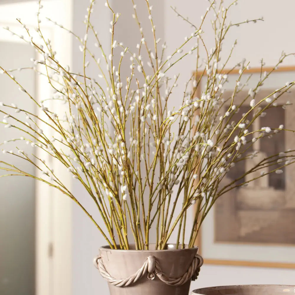 Pussy Willow Stem