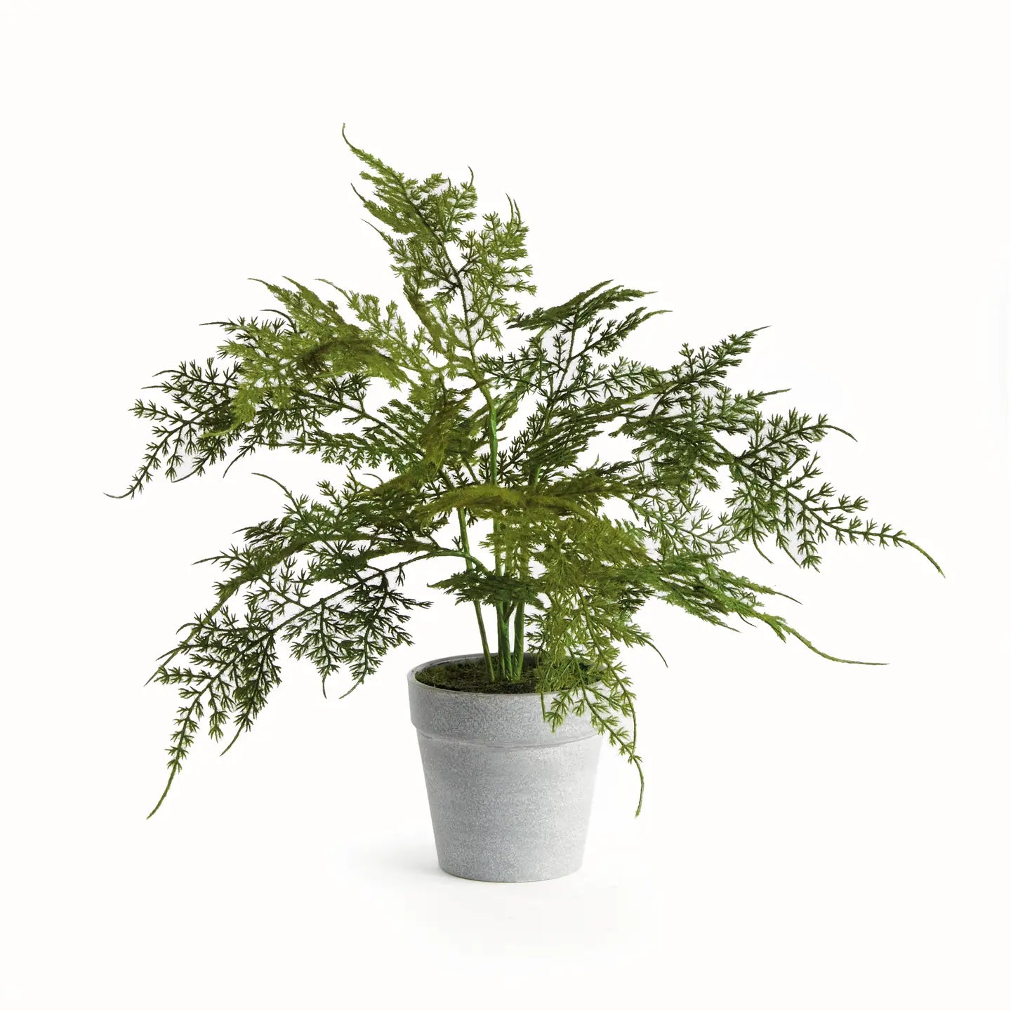 Plumosa Fern Drop-in 13"