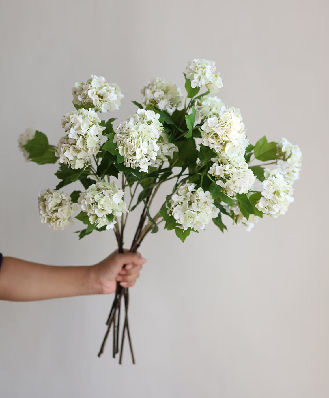 White Snowball Bush Viburnum Stem