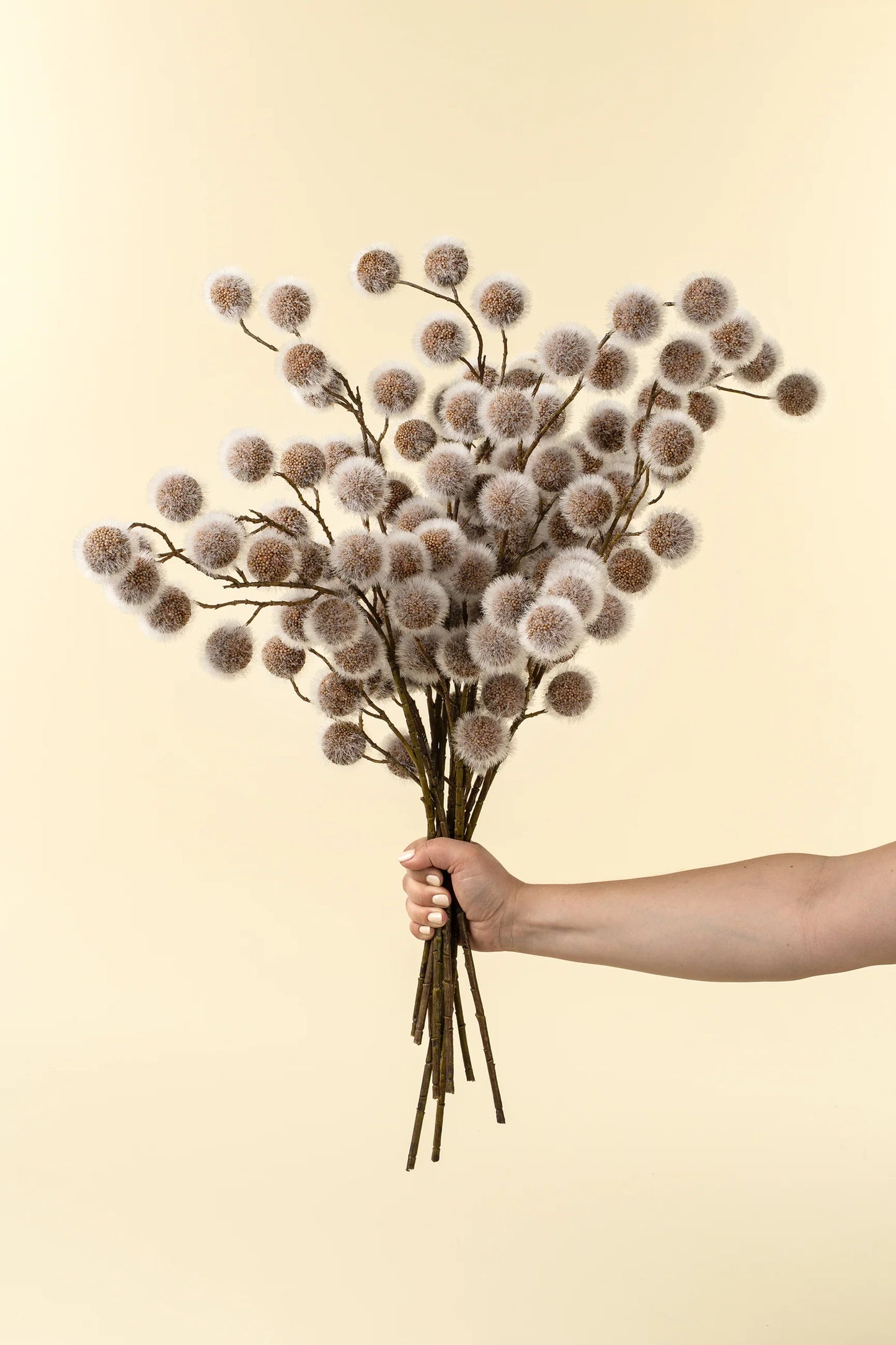Sycamore Pod Spray