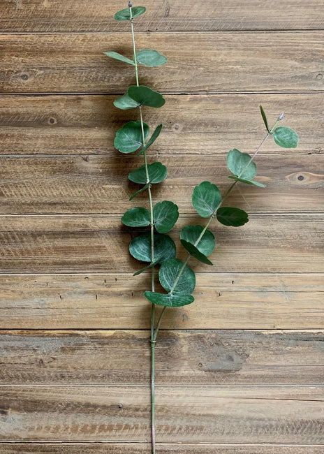 38" FRESH TOUCH SILVER DOLLAR EUCALYPTUS STEM