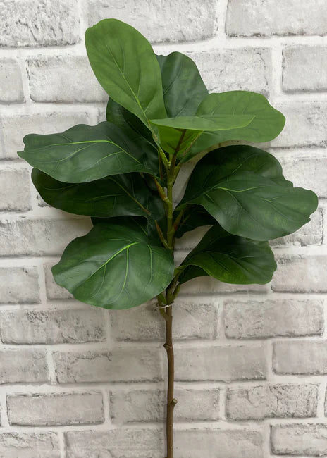 33" FIDDLE LEAF FIG STEM