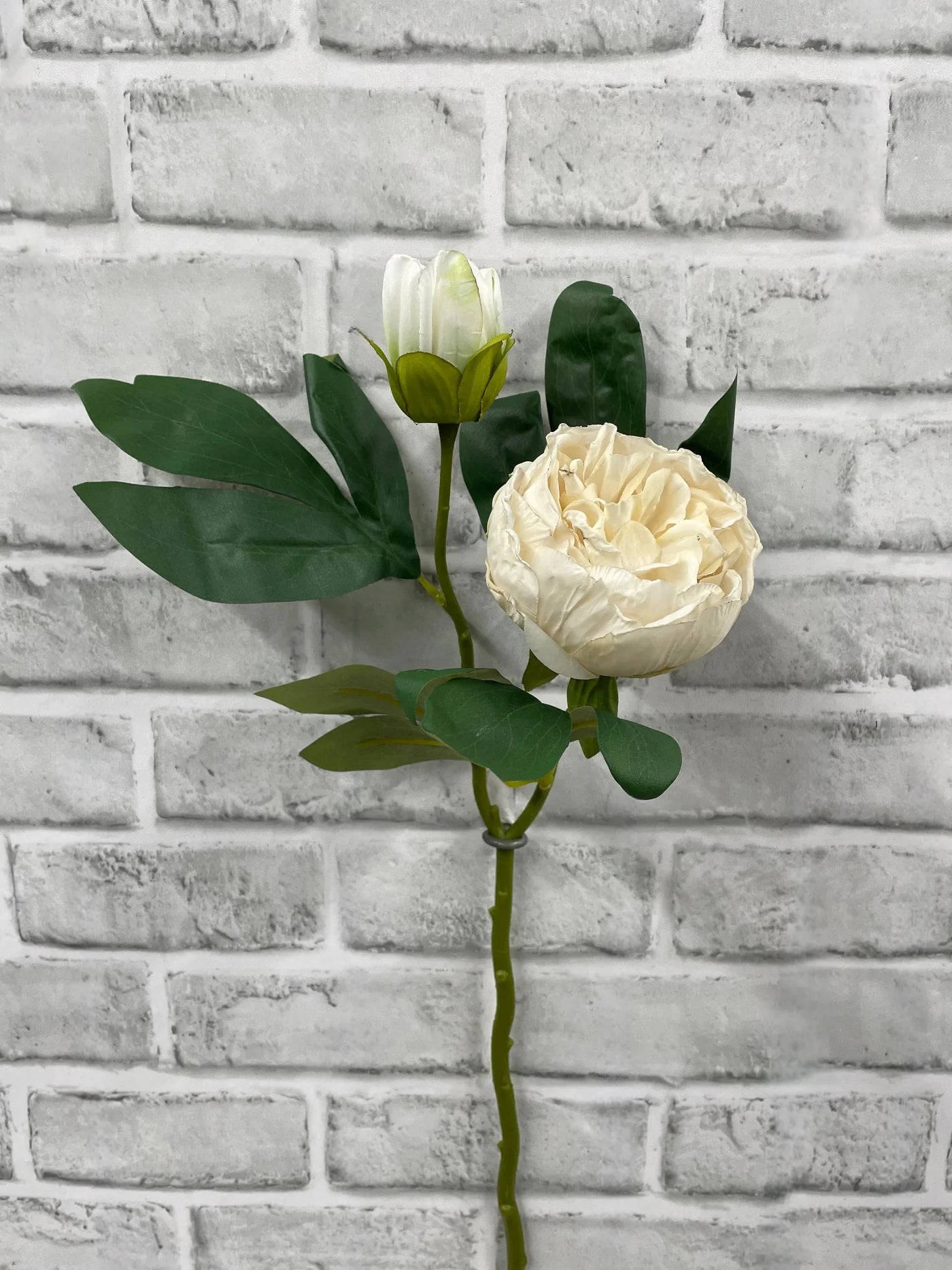 19.5"DRIED CLOSED BRITISH PEONY STEM