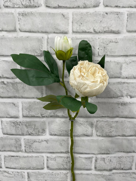 19.5"DRIED CLOSED BRITISH PEONY STEM