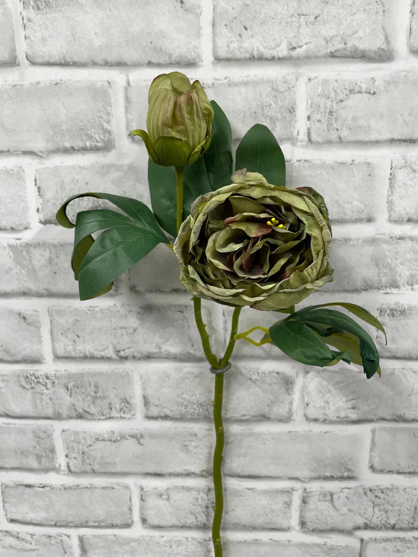 19.5"DRIED CLOSED BRITISH PEONY STEM