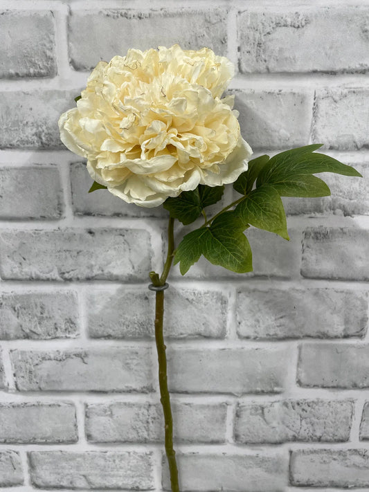 19.5" DRIED OPEN BRITISH PEONY STEM