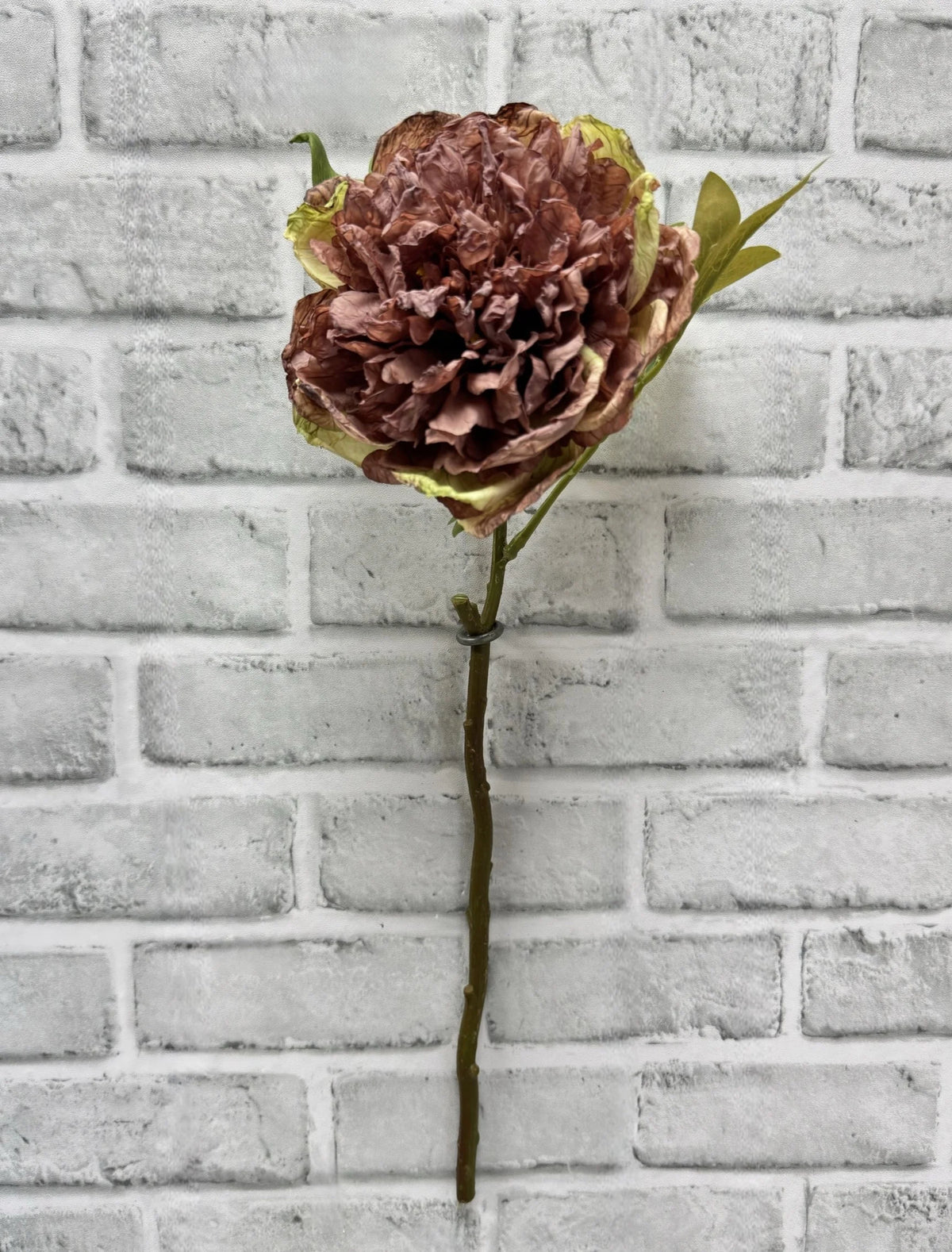 19.5" DRIED OPEN BRITISH PEONY STEM