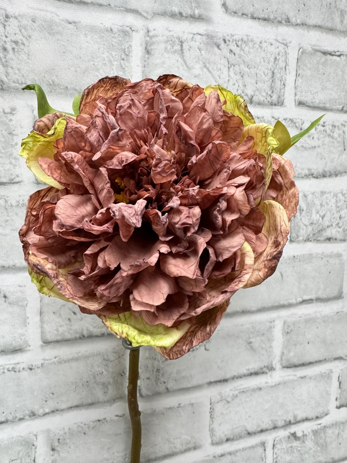 19.5" DRIED OPEN BRITISH PEONY STEM