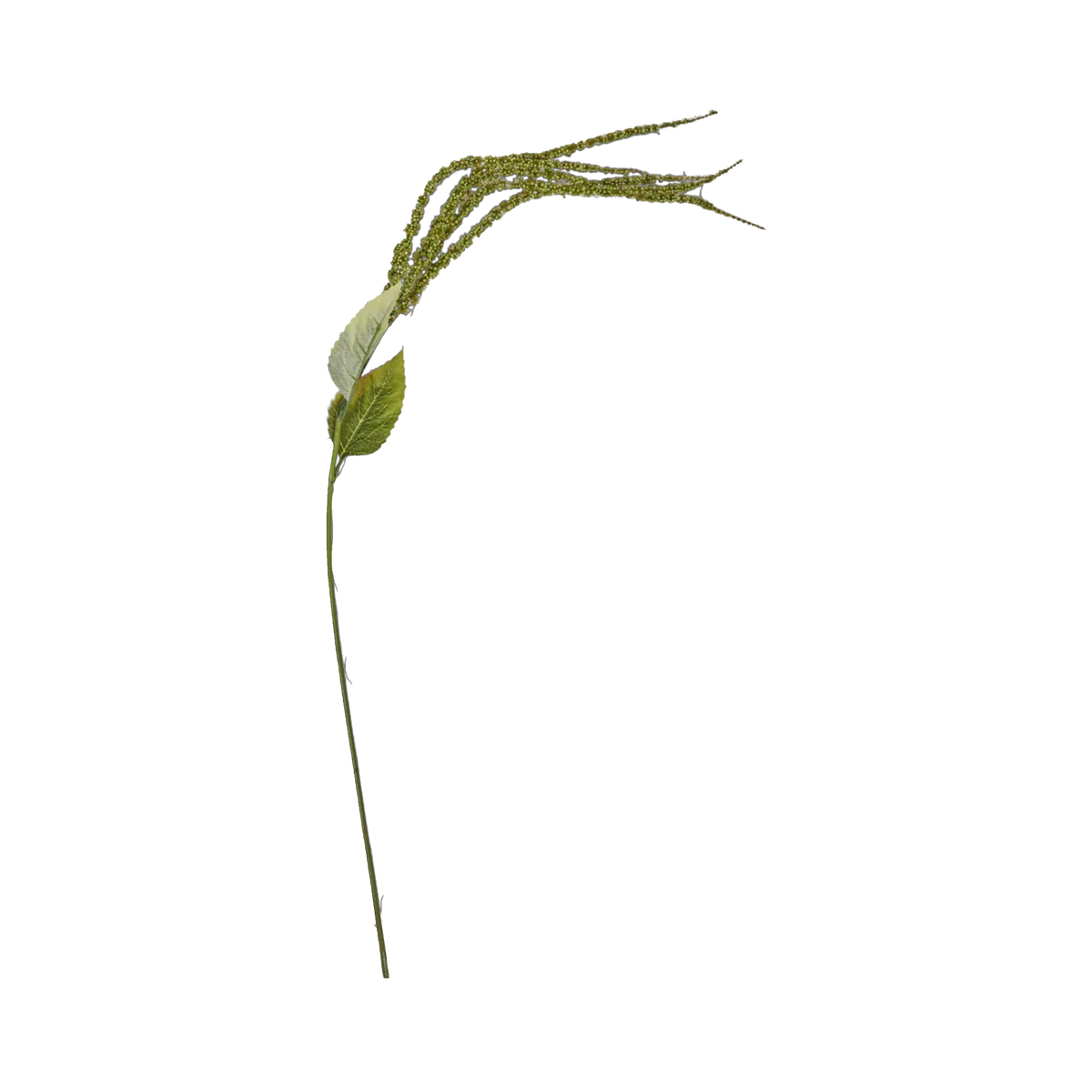 Foxtail Stem, Green