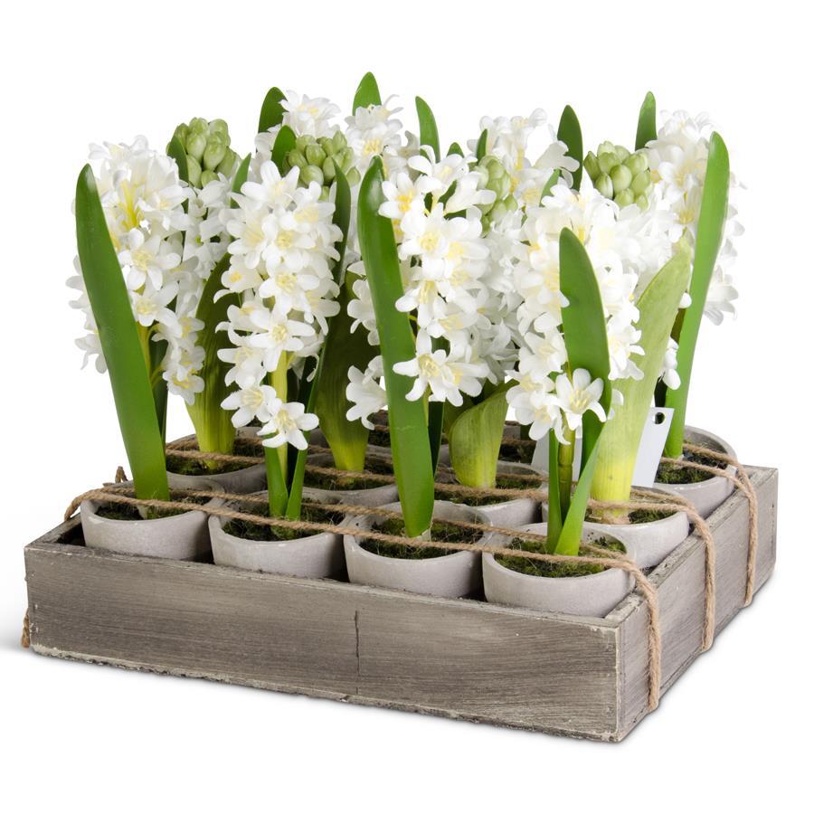 6 Inch Potted Hyacinth