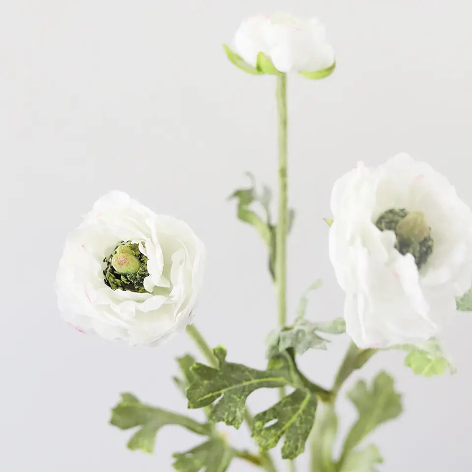 White Ranunculus 18.5"