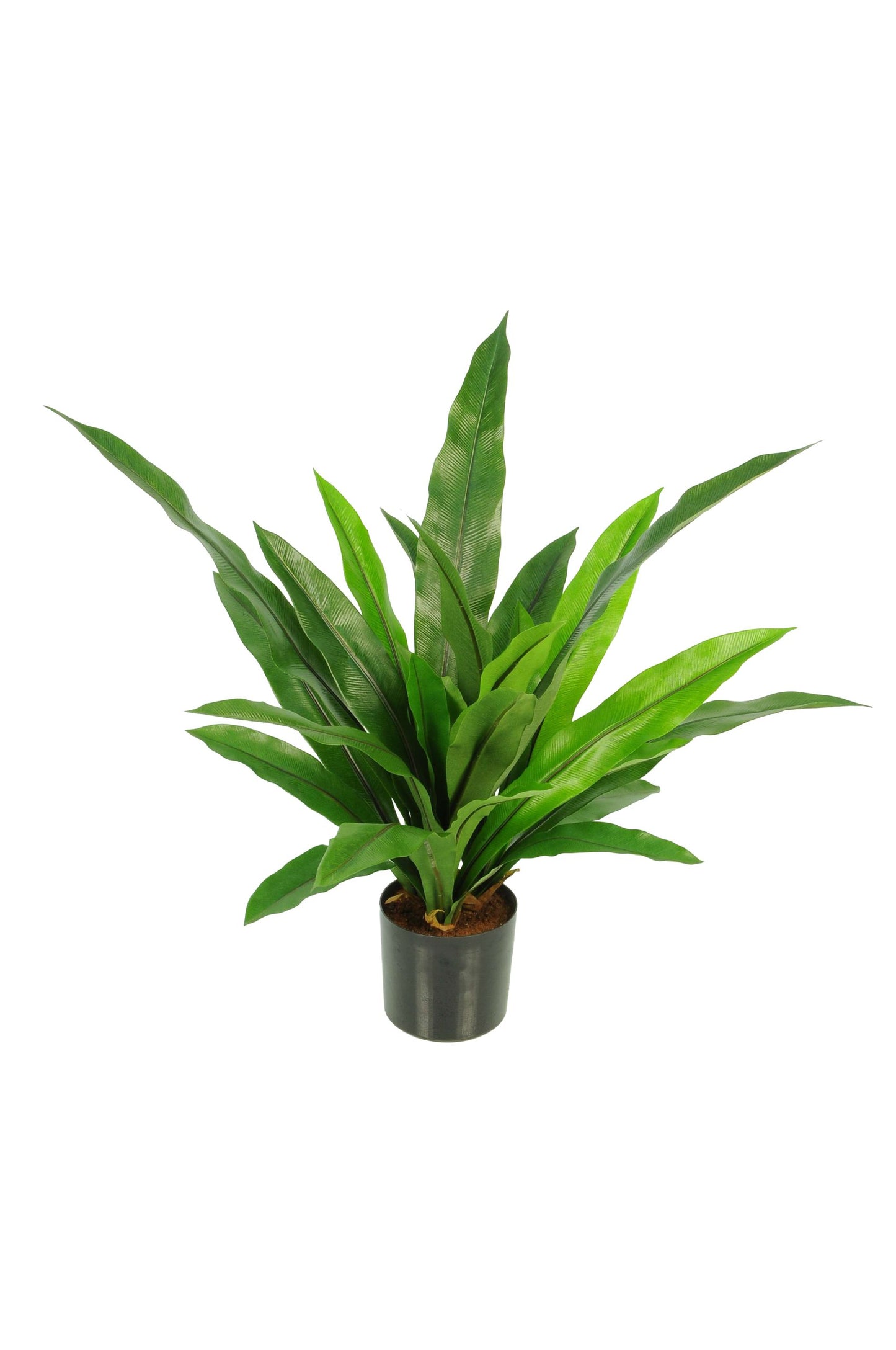 Green 24"H Bird's Nest Fern Potted Bush