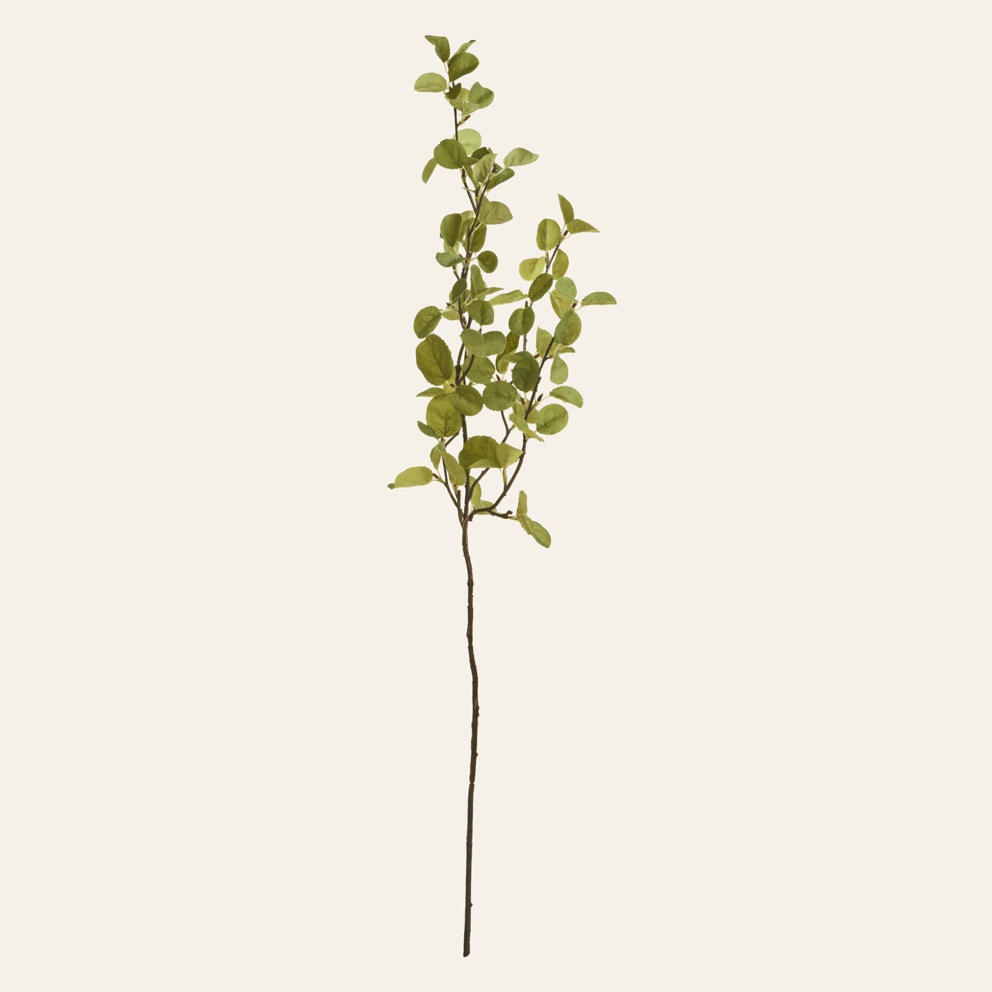 Western Serviceberry Spray (Amelanchier Alnifolia) - Magnolia Lane co. Home + Garden + Gift