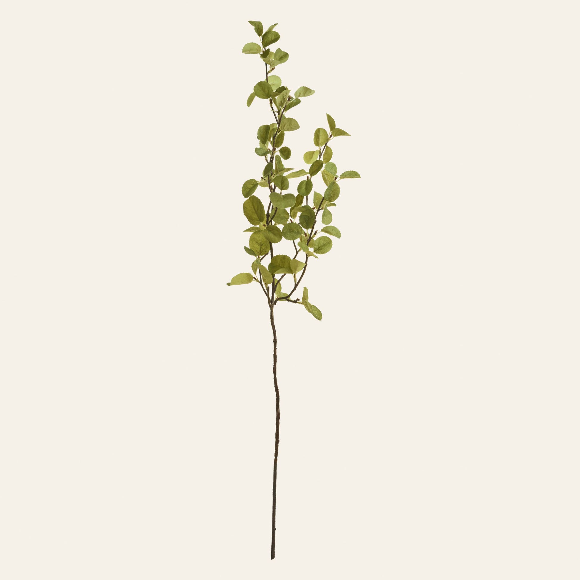 Western Serviceberry Spray (Amelanchier Alnifolia) - Magnolia Lane co. Home + Garden + Gift