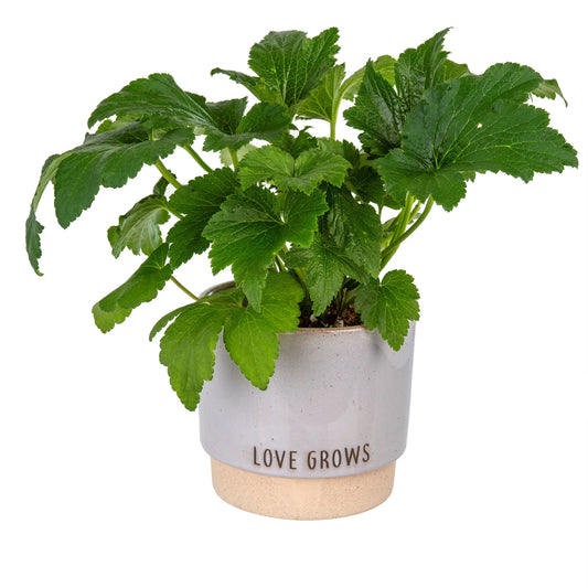 Love Grows Pot, Stone