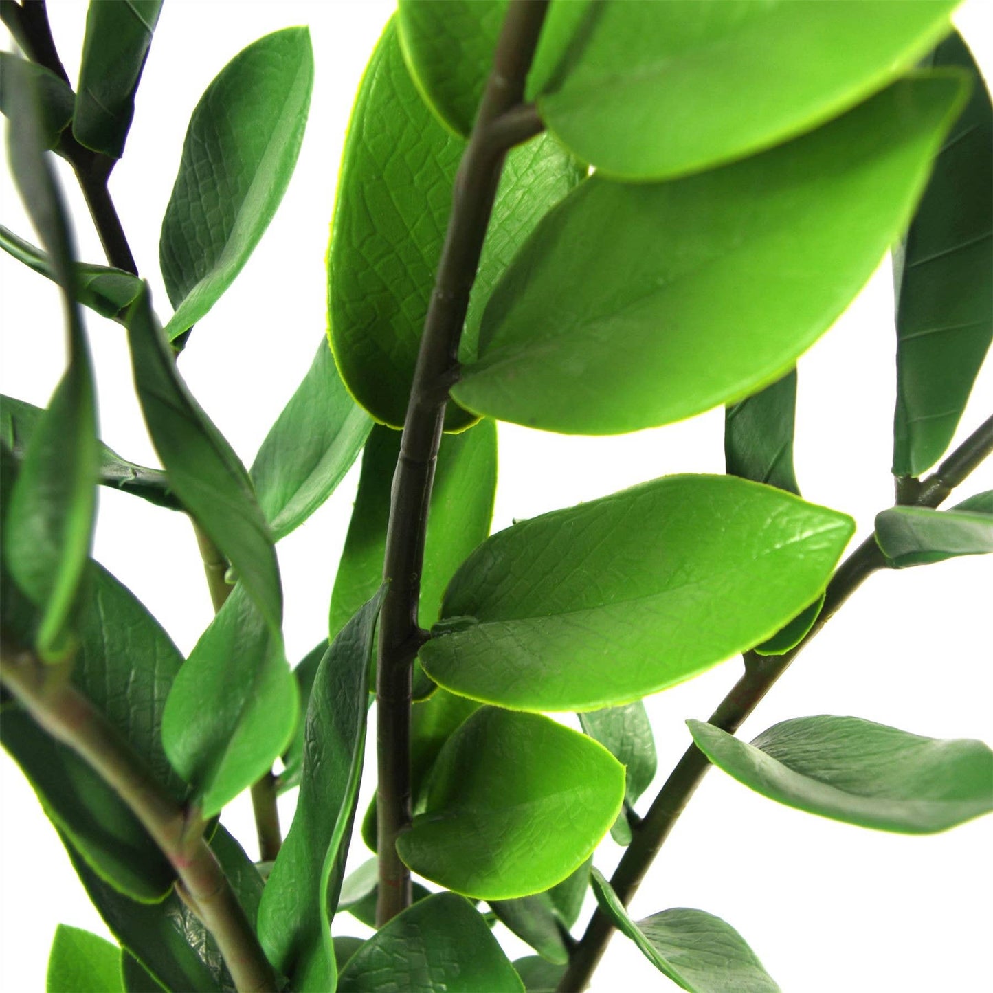 Large ZZ Plant Foliage 75cm Zanzibar Gem Plant