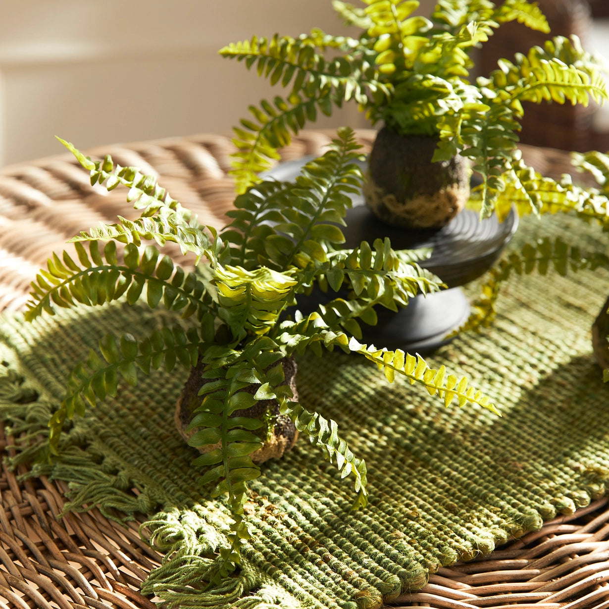 Boston Fern Drop-Ins