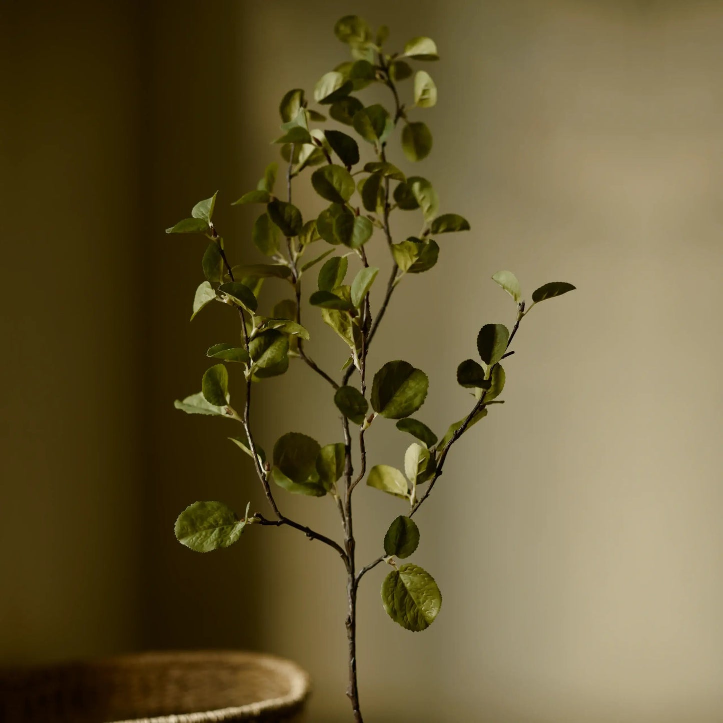 Western Serviceberry Spray (Amelanchier Alnifolia) - Magnolia Lane co. Home + Garden + Gift