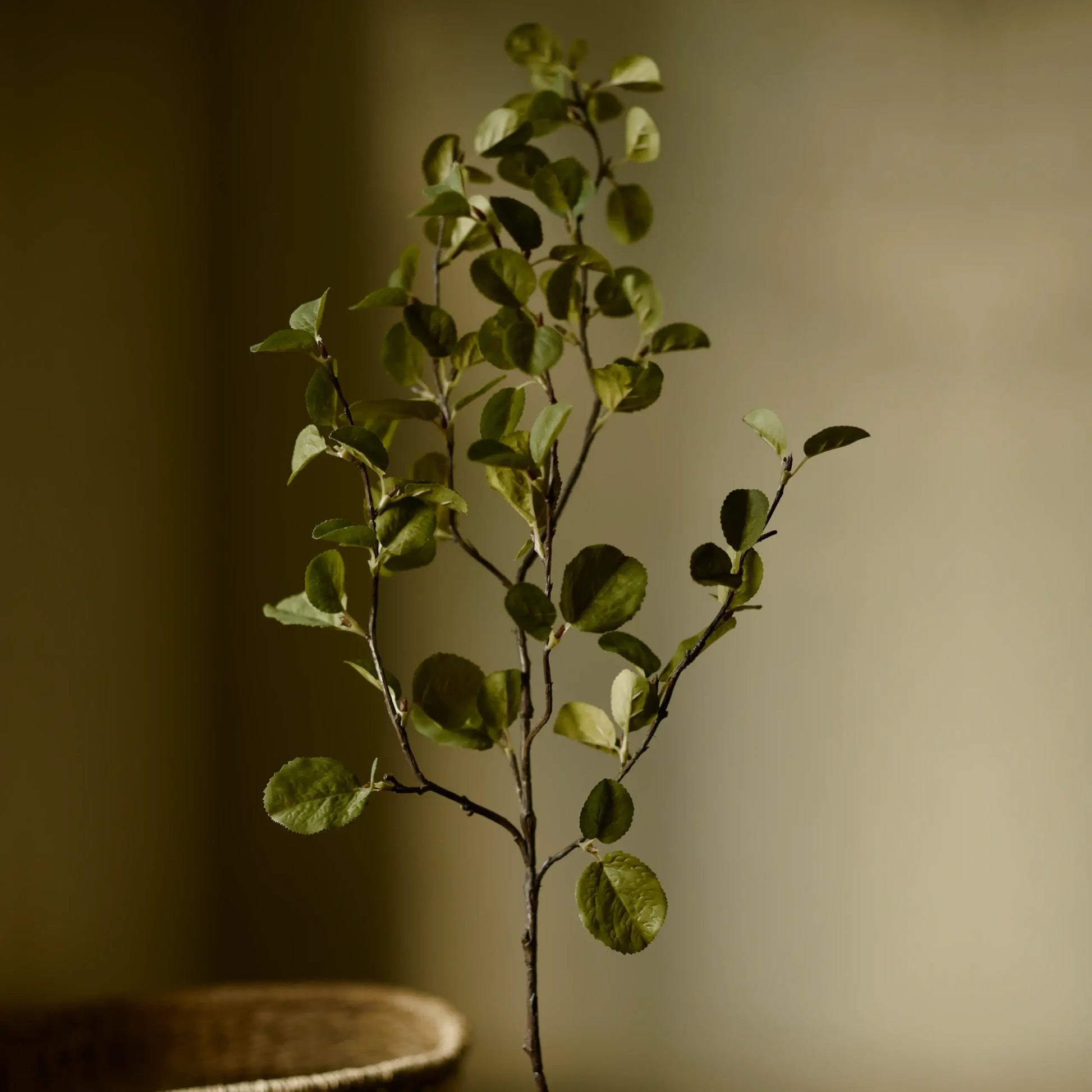Western Serviceberry Spray (Amelanchier Alnifolia) - Magnolia Lane co. Home + Garden + Gift