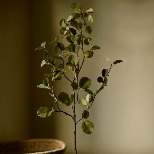 Western Serviceberry Spray (Amelanchier Alnifolia) - Magnolia Lane co. Home + Garden + Gift
