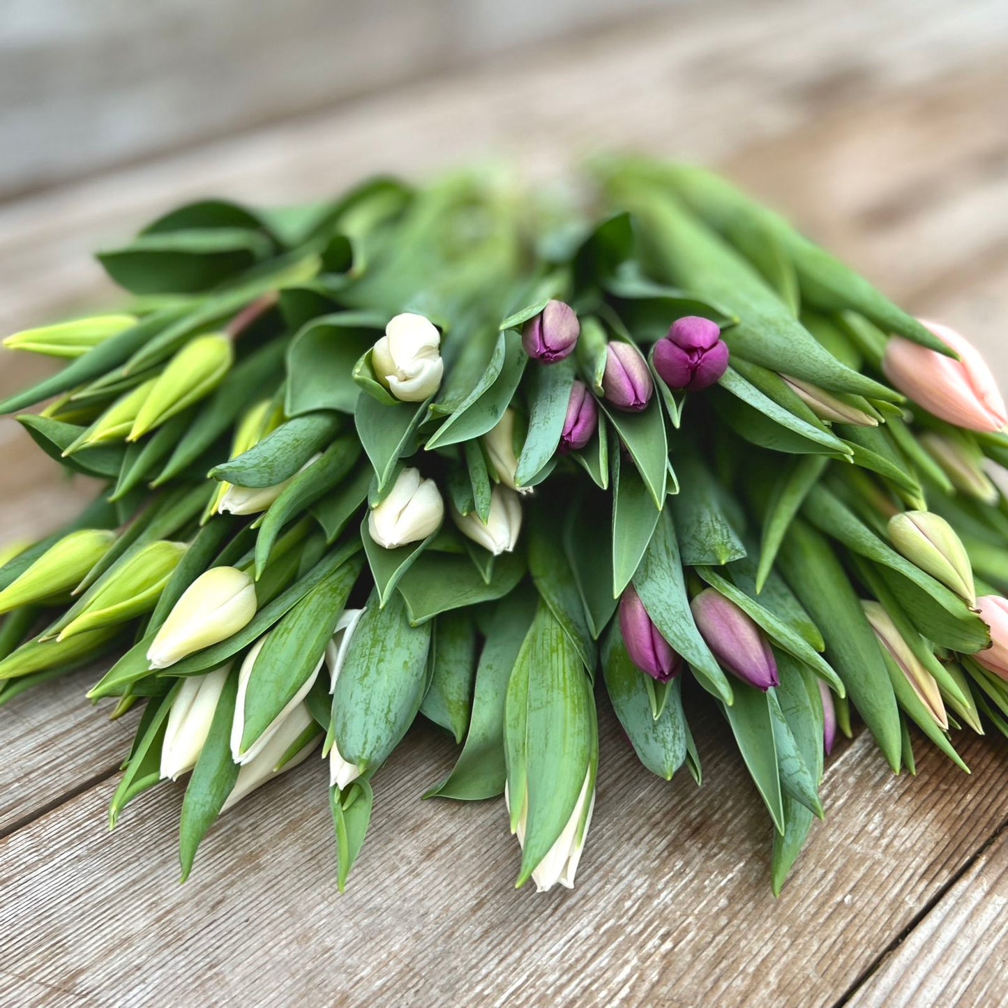 Fresh Tulip Bunch
